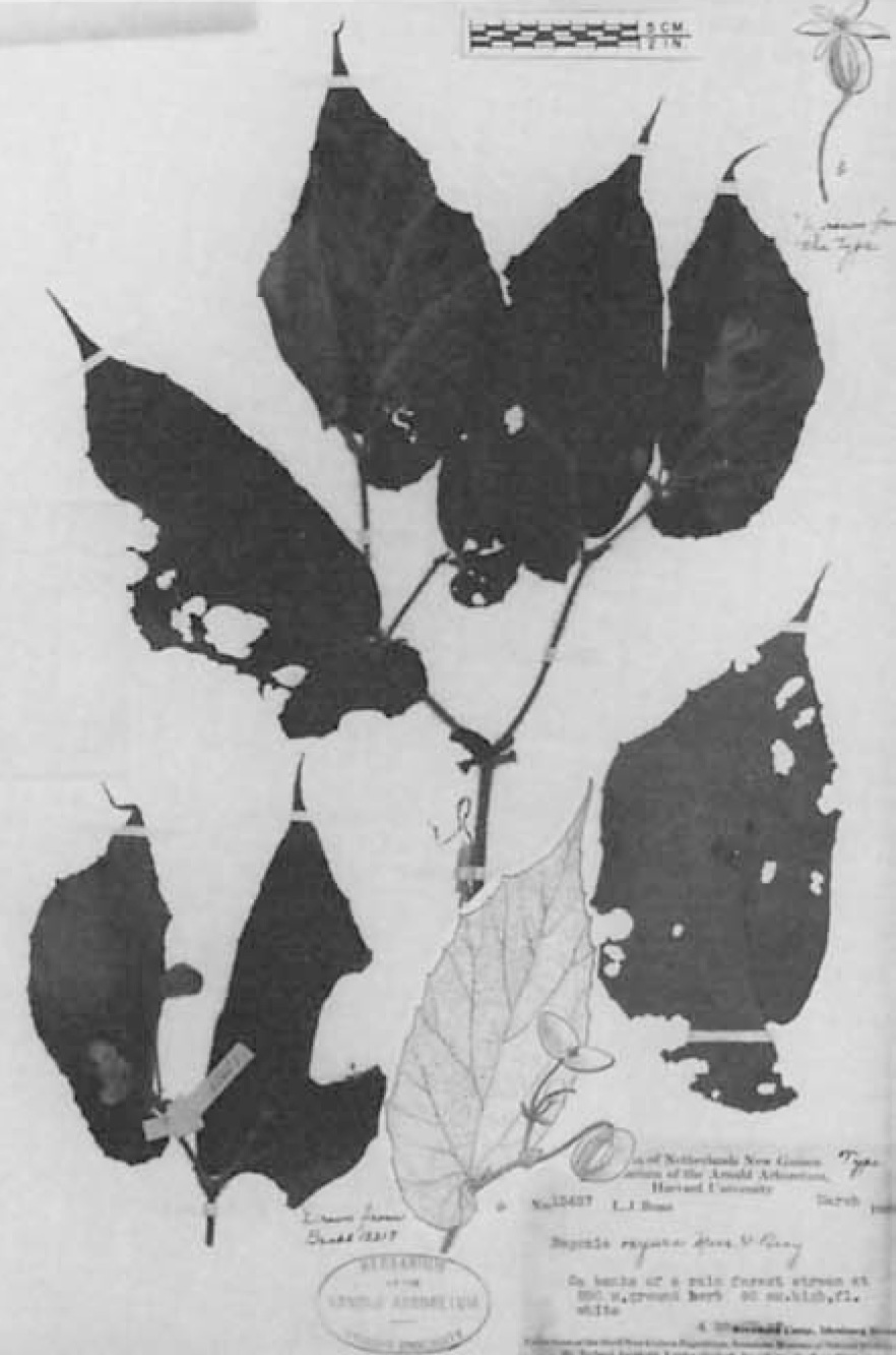 B. oxyura